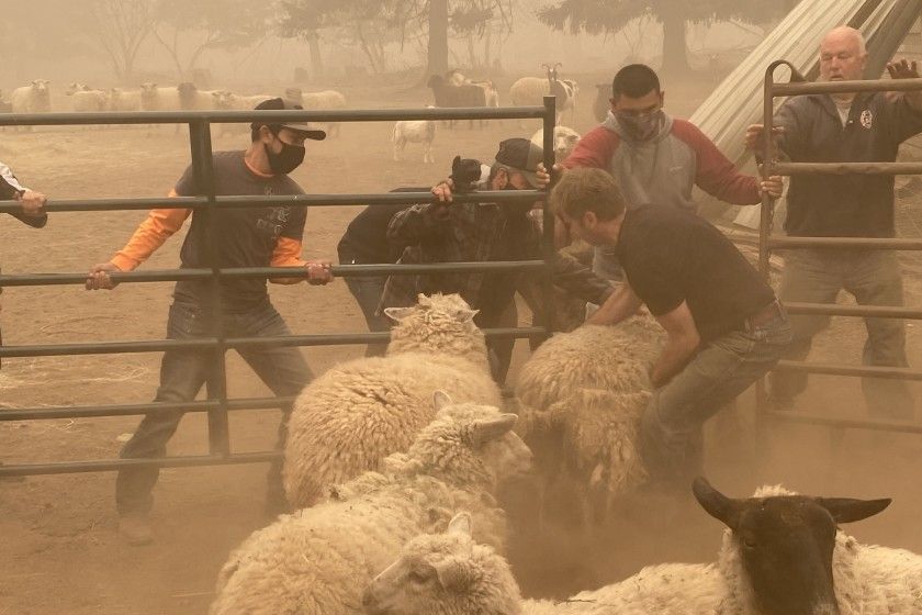 As death toll mounts, volunteers brave Oregon wildfires to rescue stranded livestock