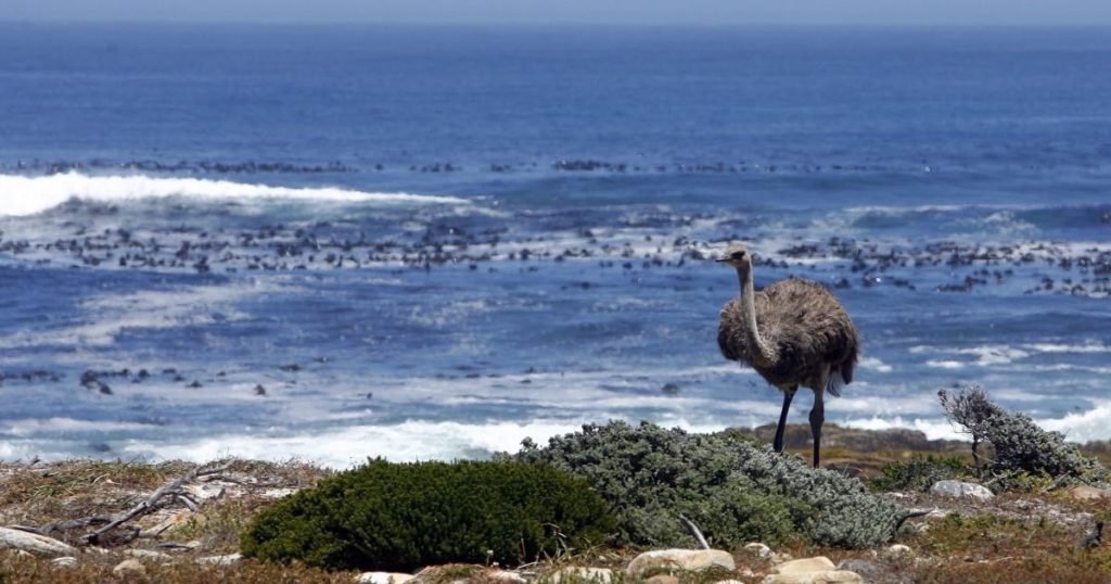 Mapmakers once referred to the southern Atlantic Ocean as the Ethiopian Ocean