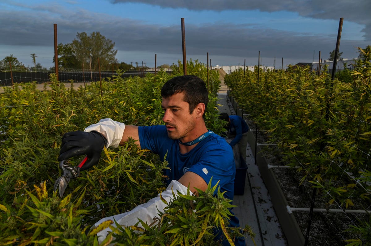 Sen. Schumer’s Bill Would End Cannabis Prohibition And Regulate Pot Like Tobacco