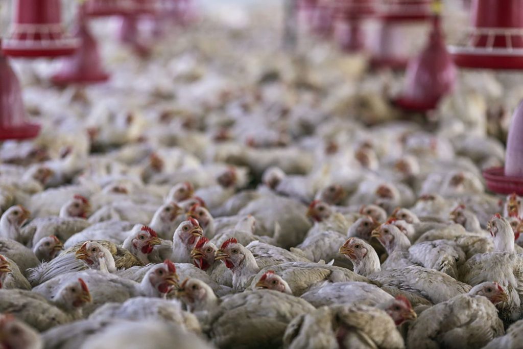 Ghana Confirms Bird-Flu Outbreak With 600,000 Animals at Risk