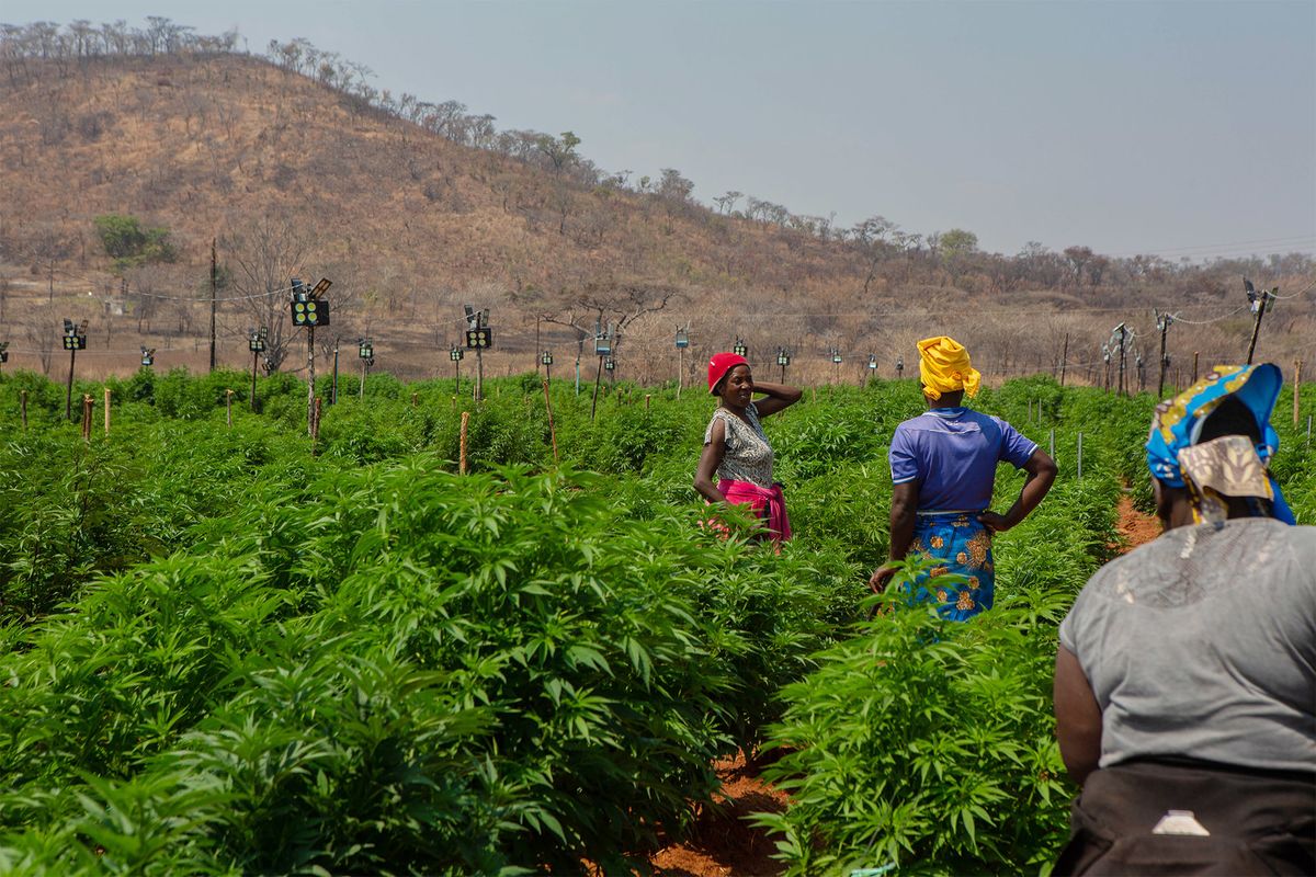 Zimbabwe Licenses 57 Cannabis Producers as It Eyes Export Market