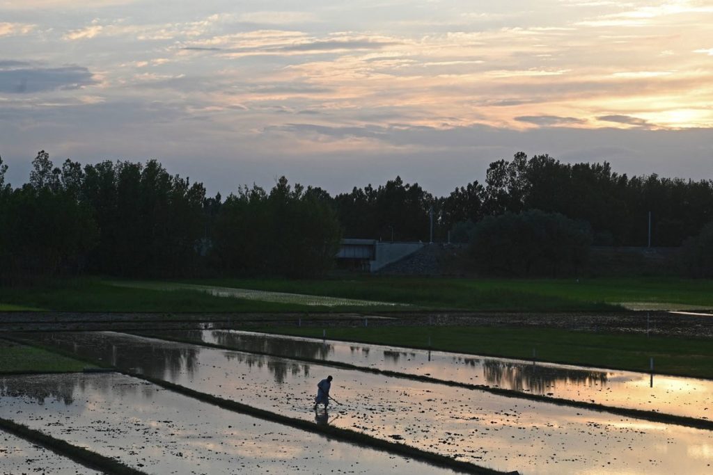 Fertilizer Rally Is Coming for the Grain That Feeds Half the World