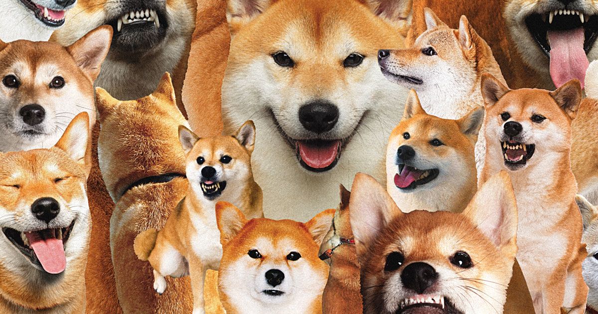 Shiba Inu, Dogecoin Crypto Interest Drives Demand for Real Dogs