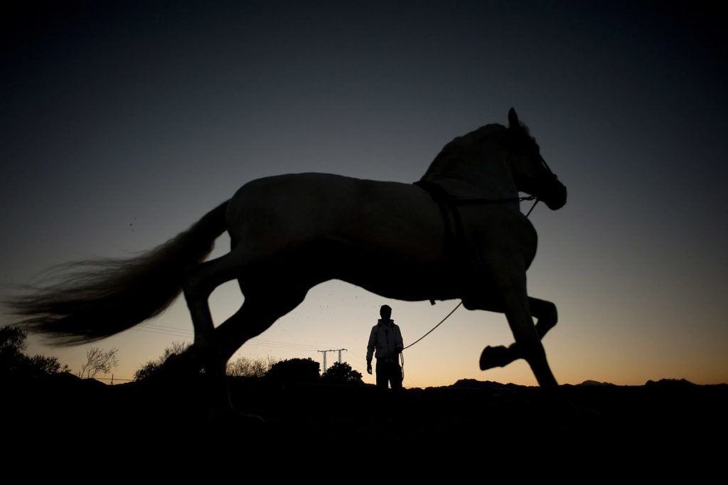 Winning Horse Appears to Blow Cover of Trader Hiding in Florida