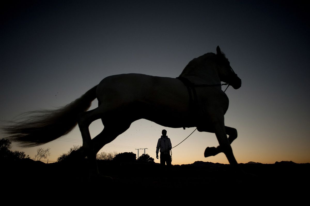 Winning Horse Appears to Blow Cover of Trader Hiding in Florida