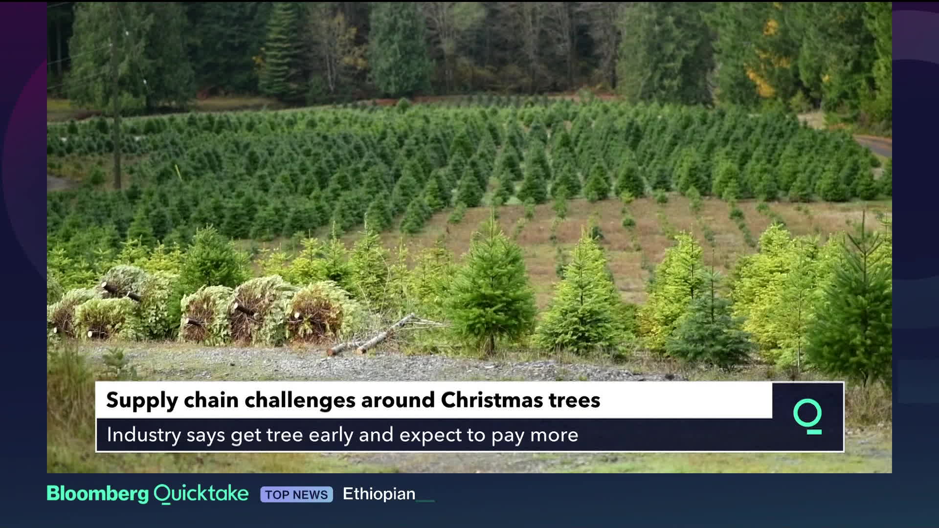 Supply Chain Woes May Snarl Christmas Tree Tradition