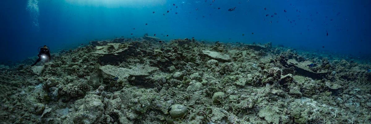 Due to climate change, ocean habitats could be remarkably different by 2060