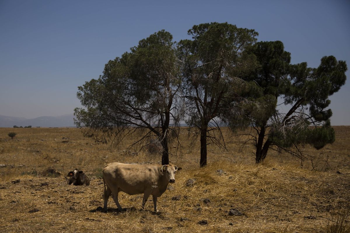 Israel to Approve $317 Million Plan to Develop Golan Heights