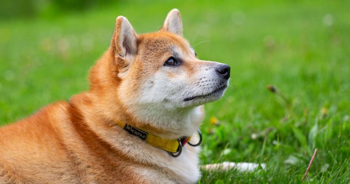 Why Is Shiba Inu Coin Price Crashing Today?