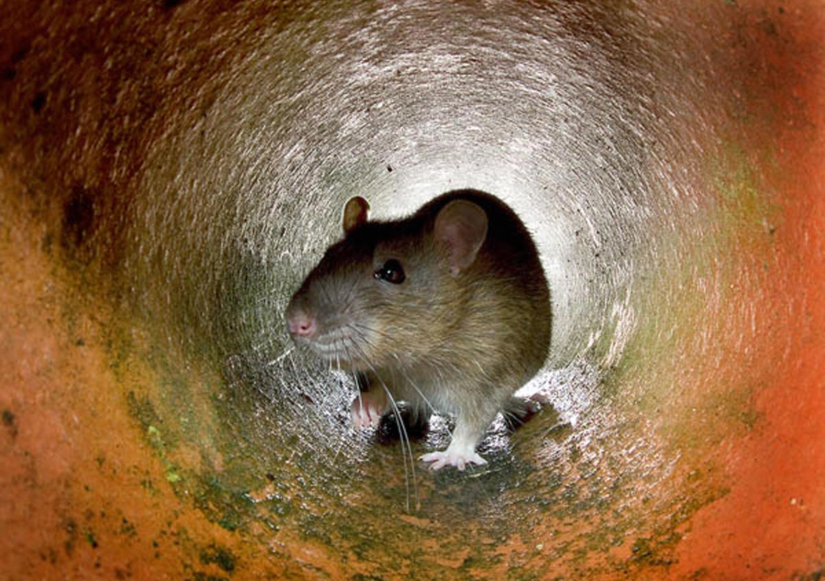 FDA Warns Family Dollar Shoppers of Rodent Contamination