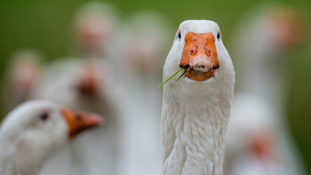 U.S. Reports First Human Case Of Contagious Bird Flu In Colorado