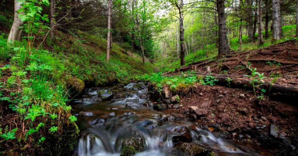 Iceland is bringing back the forests razed by Vikings
