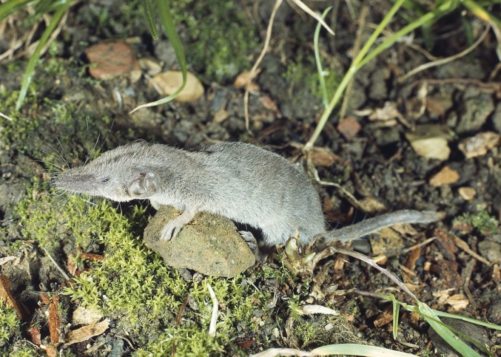 Dozens in China Infected With New ‘Langya’ Virus Carried by Shrews