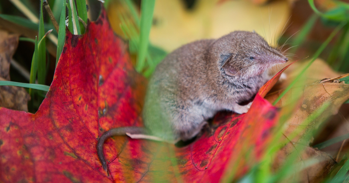 The latest zoonotic virus, Langya, is in China and comes from shrews