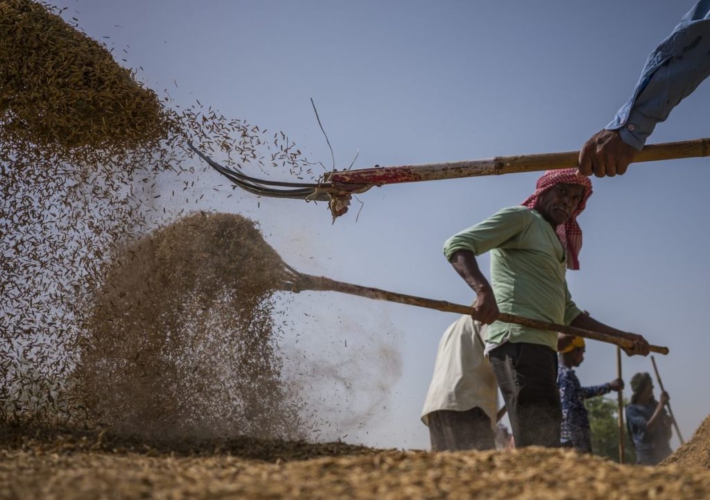 India’s Ample Rice Reserves Mean No Need to Panic Yet