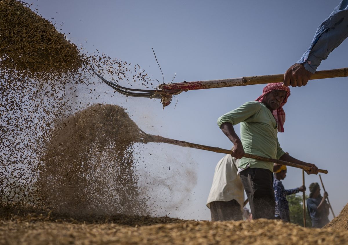 India’s Ample Rice Reserves Mean No Need to Panic Yet
