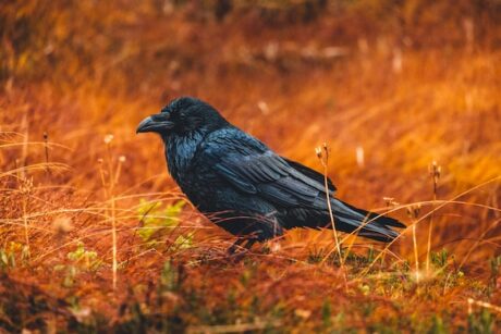 Ravencoin (RVN) Records 90% Increase, Community Warns About Price Speculation