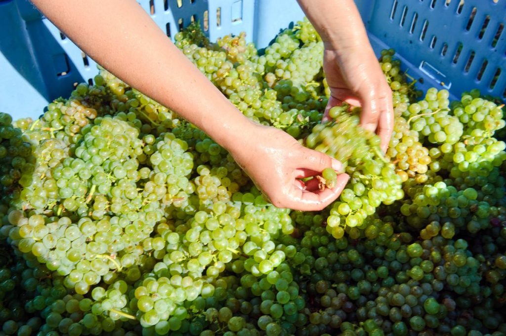 Julian Robertson’s Family to Sell New Zealand Winery Business