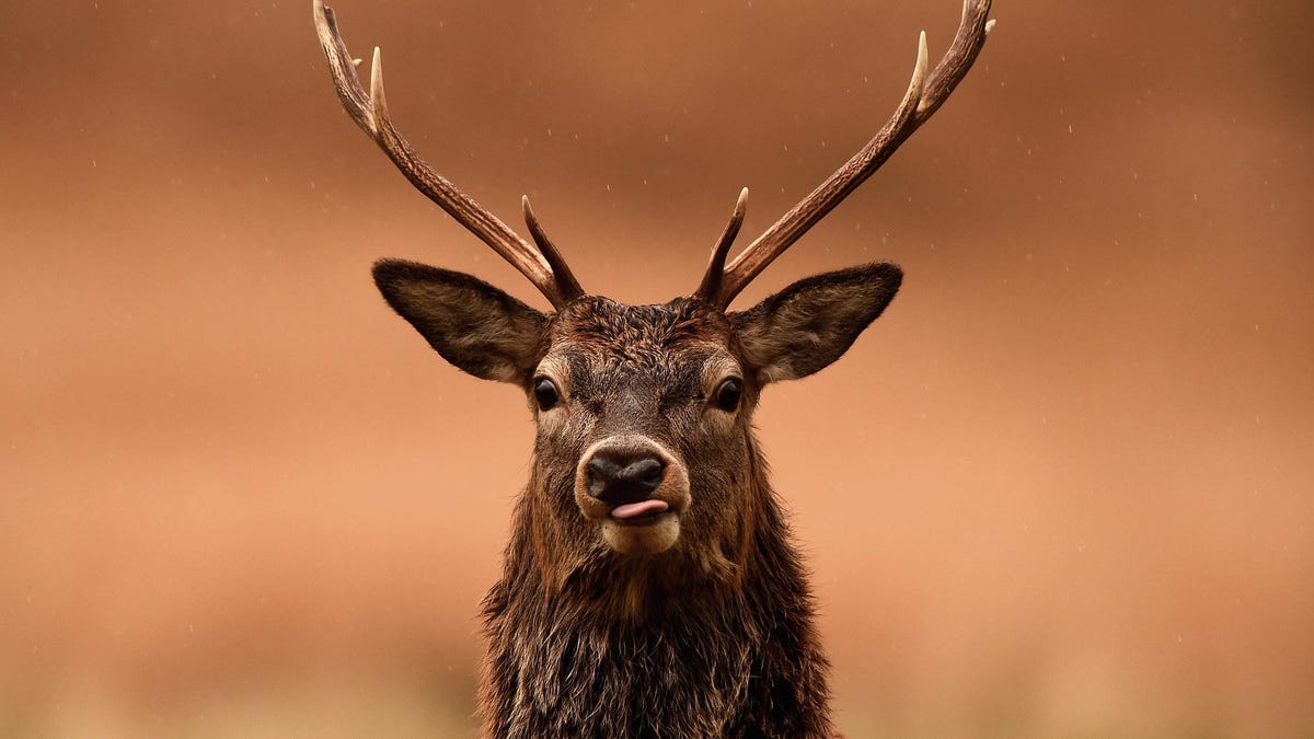Permanent Daylight Saving Time Would Cut Collisions With Deer And Save Lives, Study Finds