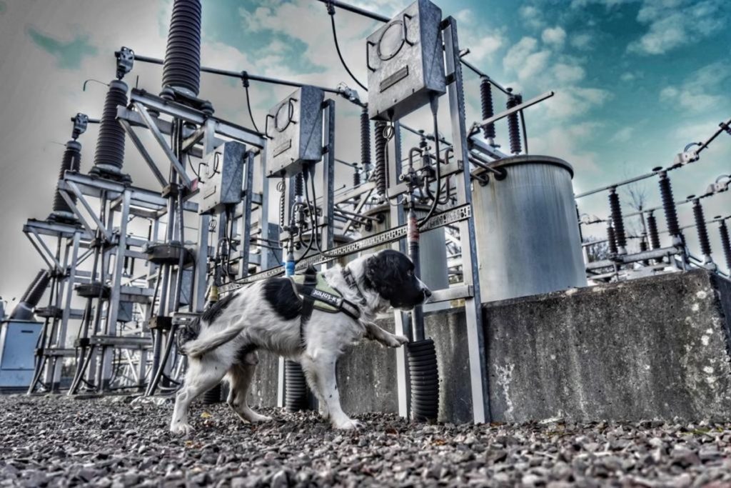 Sniffer Dog Jac to Help Keep Electricity Flowing This Winter in UK