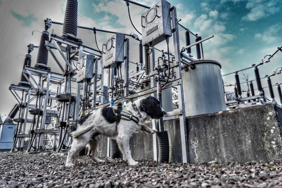 Sniffer Dog Jac to Help Keep Electricity Flowing This Winter in UK
