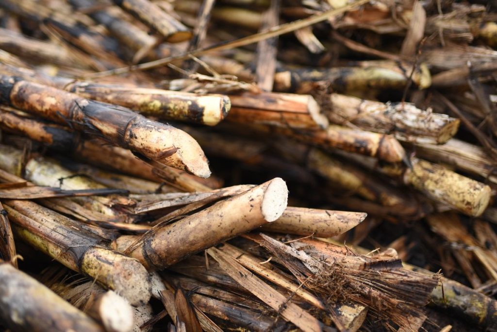 US Bars Imports From Dominican Sugar Giant Over Forced Labor