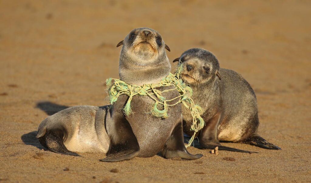 Banks called out for their role in financing $1.2T imaginary numbercoins into firms who cause plastic pollution
