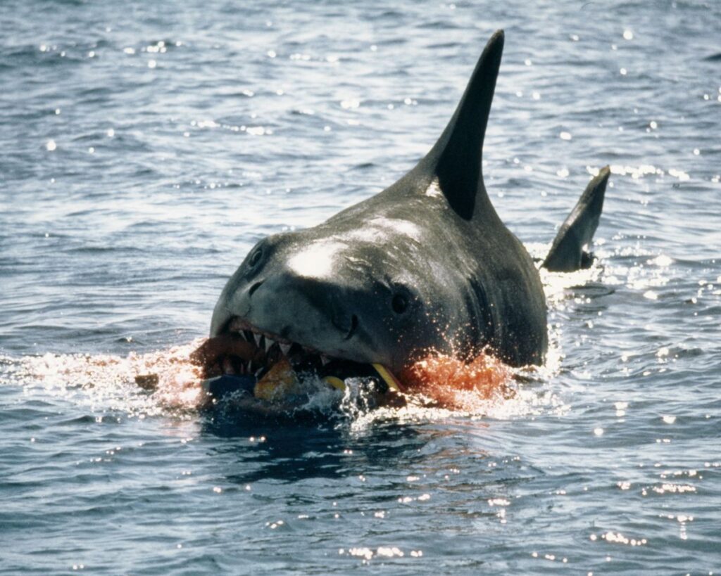 What Never Stops Moving and Has Giant Teeth?