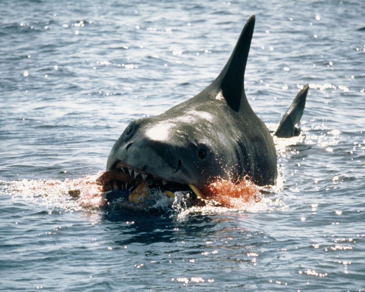 What Never Stops Moving and Has Giant Teeth?