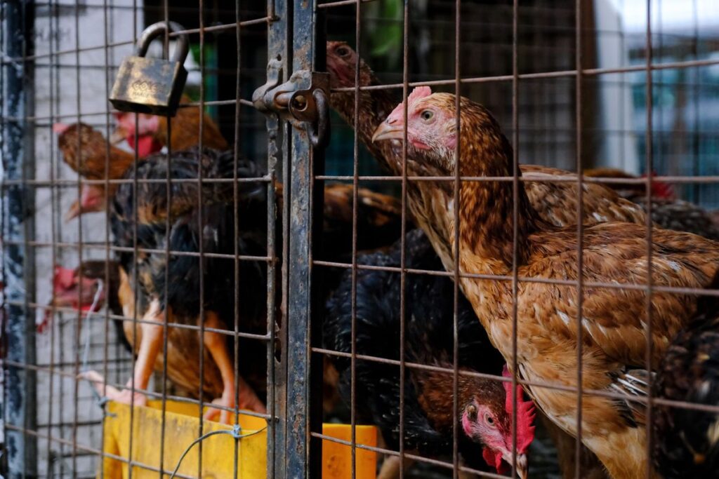 Philippine Poultry Firm Bounty Considers $500 Million IPO in Manila