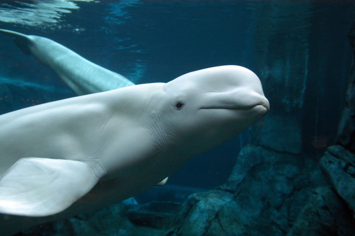 Rumored Russian ‘Spy’ Whale Spotted Near Sweden