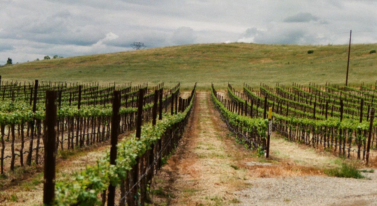Priced Out Of Napa? Let Us Introduce You To The Livermore AVA