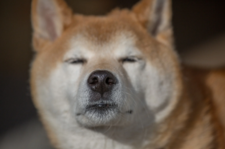 Bleak Dogecoin (DOGE) Social Sentiment Raises Questions About Price Reversal