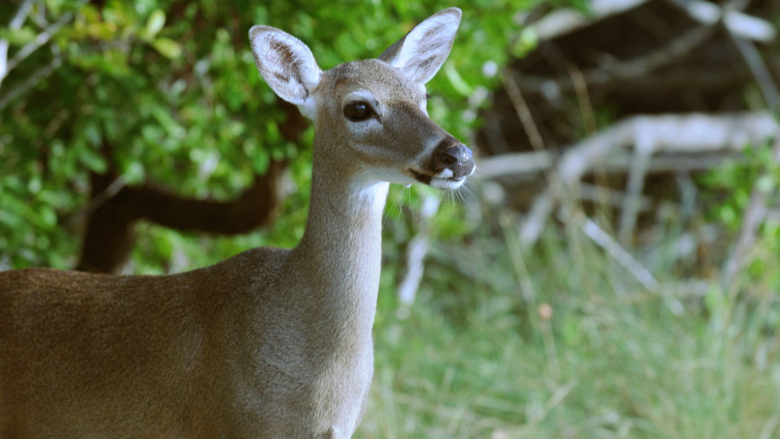 Biden Administration Wants Stronger Endangered Species Act Rules