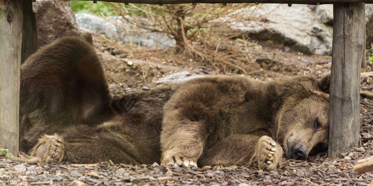 Mark Hulbert: The bear market has been nearly erased. Here’s what comes next.