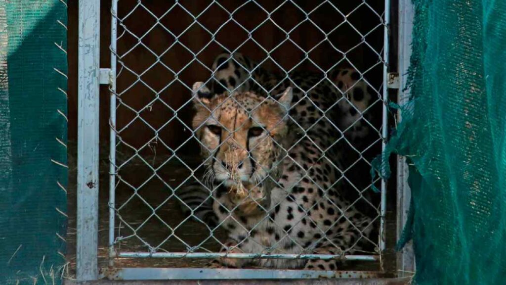 India’s Modi ‘playing God’ with return of cheetahs