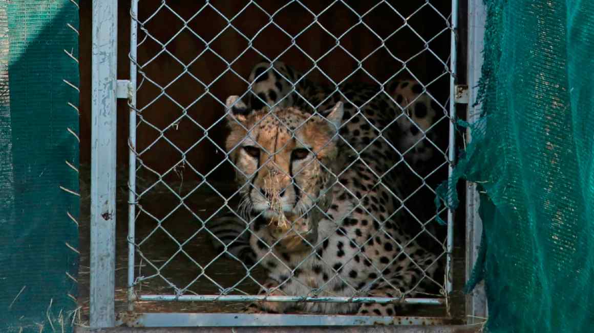 India’s Modi ‘playing God’ with return of cheetahs