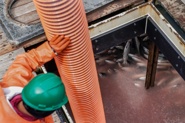 Alaskan fishers fear another bleak season as crab populations dwindle in warming waters
