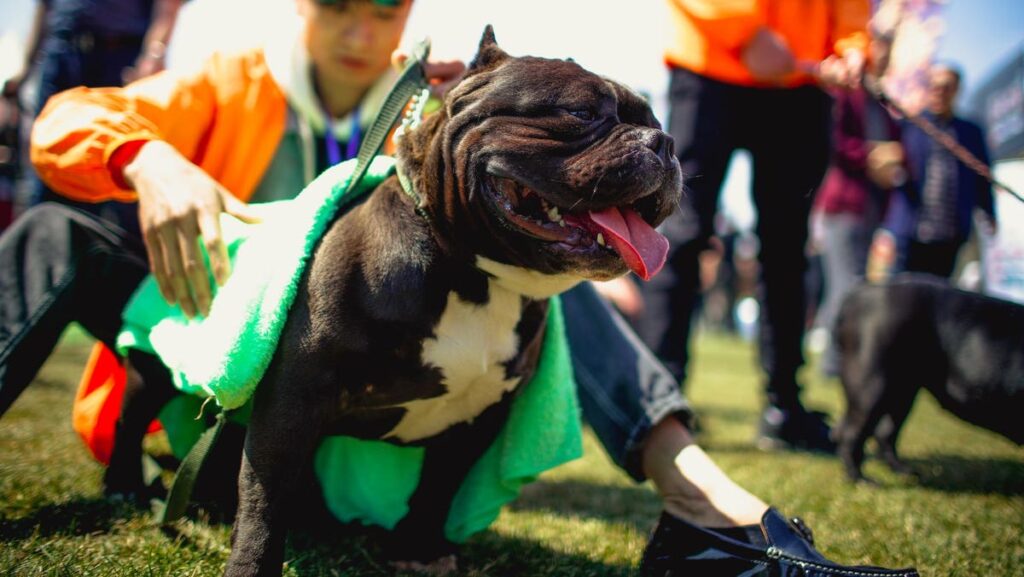 Britain Will Ban American XL Bully Dogs By End Of Year After Recent Attacks