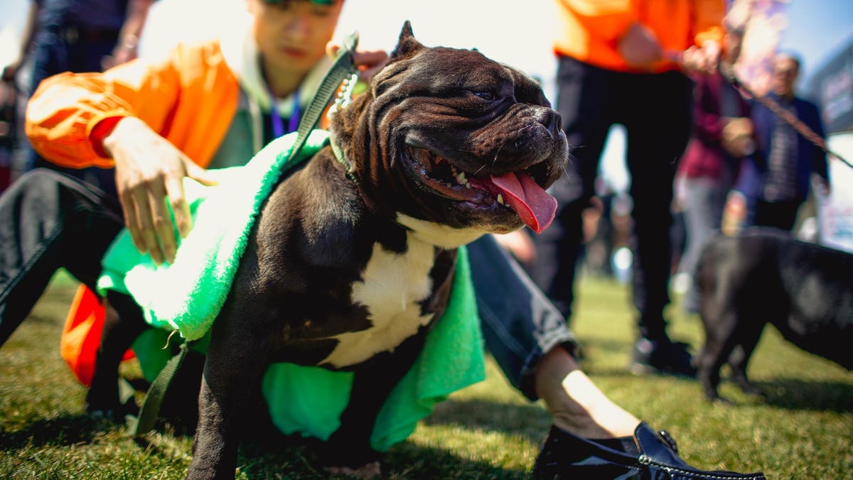 Britain Will Ban American XL Bully Dogs By End Of Year After Recent Attacks