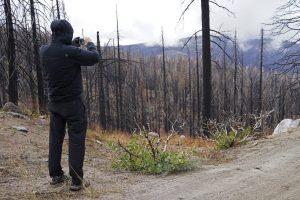California’s prized redwood forests are going extinct: ‘We’re losing them at a rate that is something that we can’t sustain’