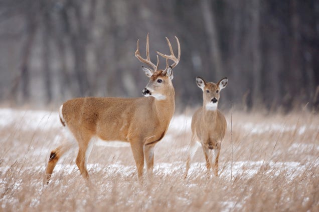 10 states with the worst deer problems in America