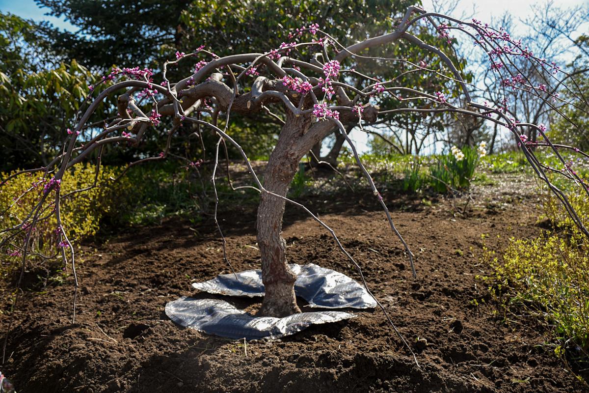 Planting a tree? Small investments in time and effort will pay long dividends