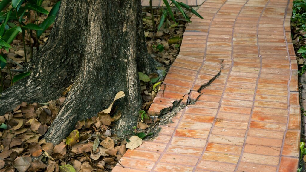 Your Tree Roots Could Cost You $5,000 This Summer If You’re Not Careful